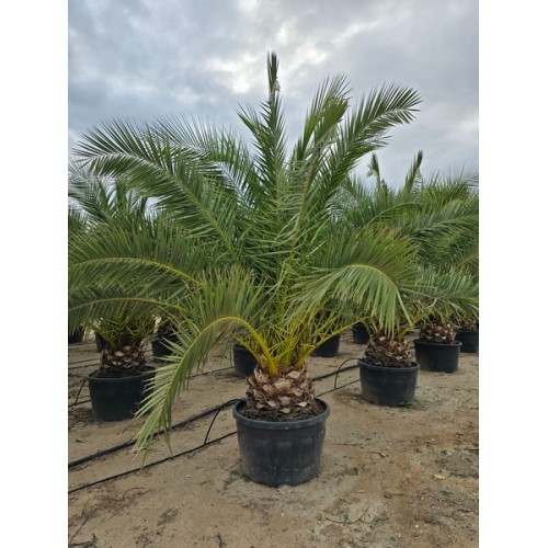 Phoenix canariensis 285/350 LT -5*/-8*